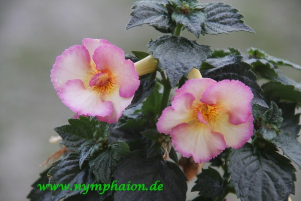 Achimenes `Don Quichotte` - Schiefteller