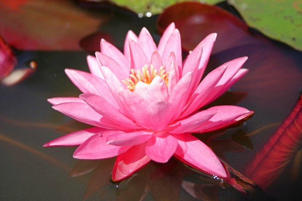 Nymphaea `Perry`s Magnificent` - Winterharte Seerose
