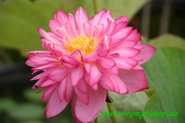 Nelumbo `Momo Botan Minima` - Lotosblume