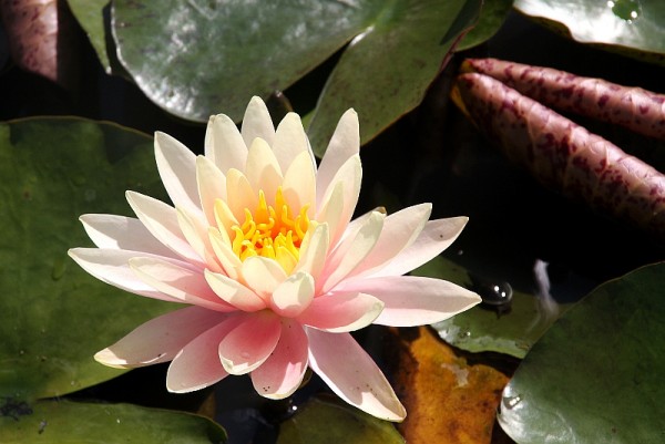 Nymphaea `Sunny Pink` - Winterharte Seerose