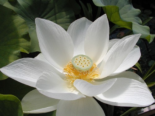 Nelumbo `Shin`nyoren` - Lotosblume