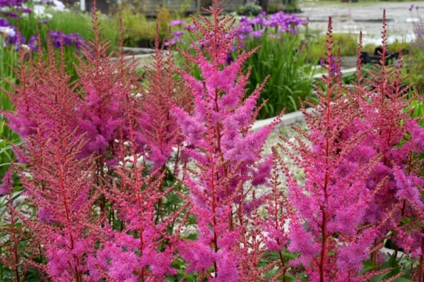 Astilbe x ardensii `Amethyst` - Astilbe