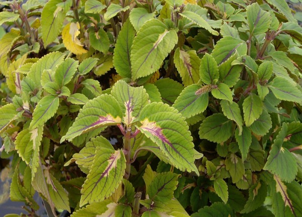 Solenostemon `Augsburg Nr. 1` - Buntnessel