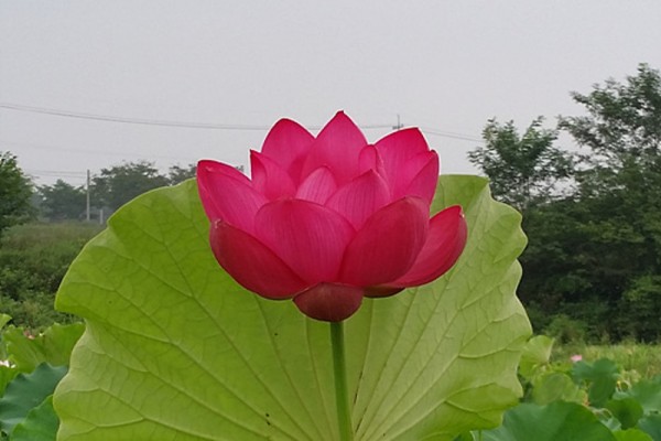 Nelumbo `Ihre Hoheit` - Lotosblume