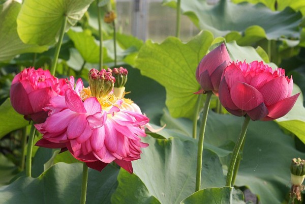 Nelumbo `Rote Libelle` - Lotosblume