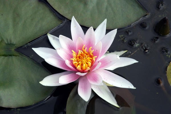 Nymphaea `Michael Berthold`- Winterharte Seerose