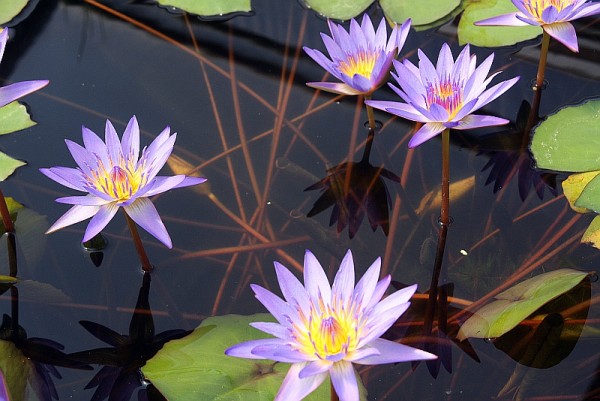 Nymphaea `Tina` - Tropische Seerosenknolle