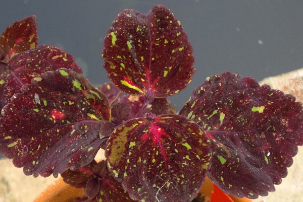 Solenostemon `Night Skies` - Buntnessel