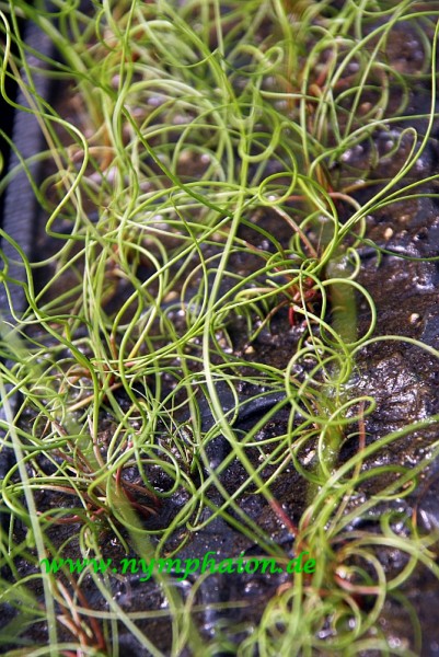 Juncus effusus `Spiralis` - Korkenzieherbinse