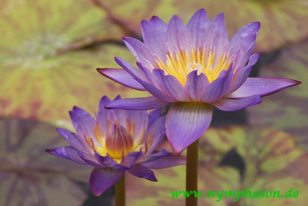 Nymphaea `Southern Charm`- Tropische Seerose