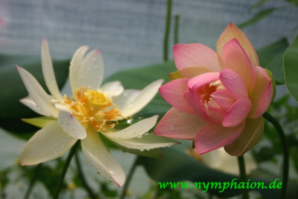 Nelumbo `Langes Leben` - Lotosblume