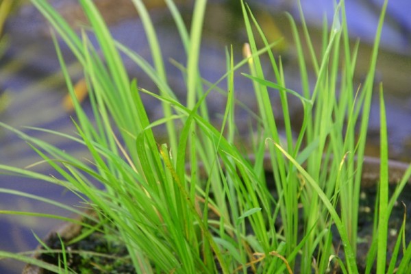 Acorus gramineus `Licorice` - Lakritzkalmus
