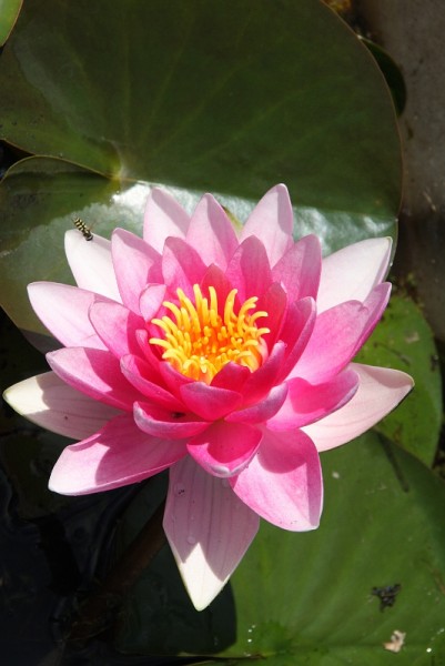 Nymphaea `Sirius` - Winterharte Seerose