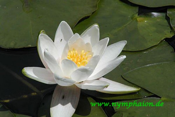 Nymphaea `Albatros` - winterharte Seerose