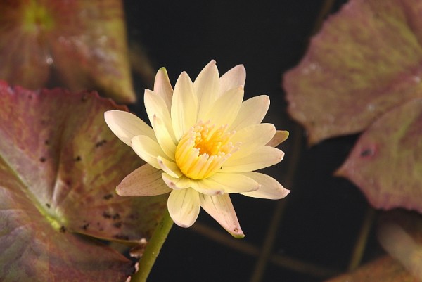 Nymphaea `Stan Skinger`- Tropische Seerose