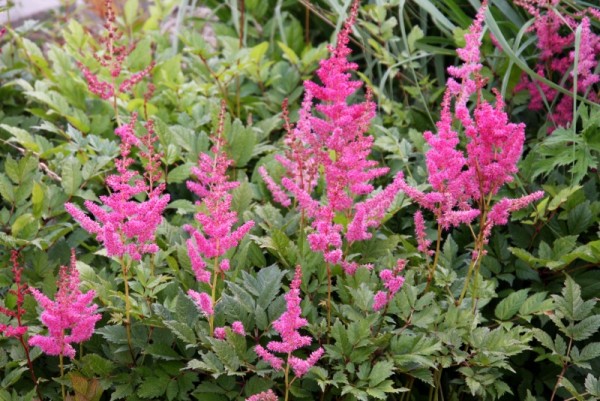 Astilbe x ardensii `Federsee` - Astilbe