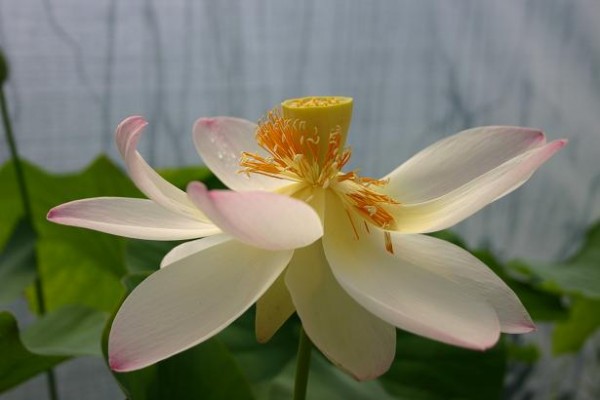 Nelumbo nucifera [Gaertn.] - Asiatische Lotosblume