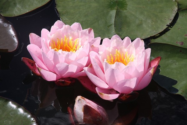 Nymphaea `Pink Pumpkin` - Winterharte Seerose