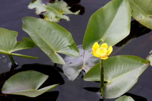 Nuphar sagittifolia [(Walter) Pursh] - Cape-Fear-Teichrose