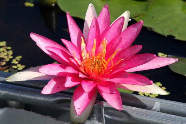 Nymphaea `Newton` - Winterharte Seerose