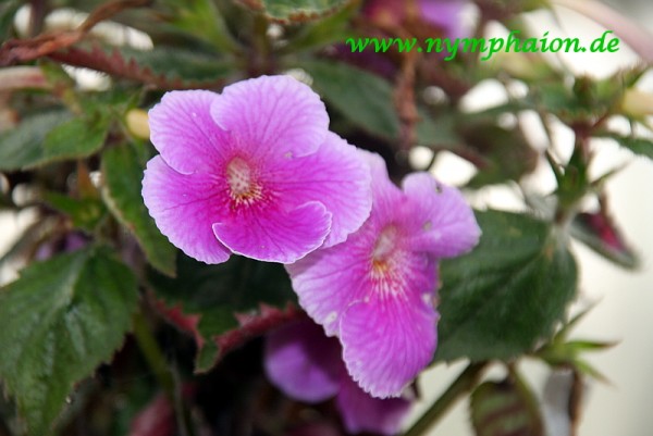 Achimenes `Charles Martell` - Schiefteller