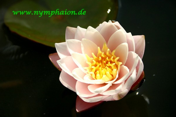 Nymphaea `Chubby` - Winterharte Seerose
