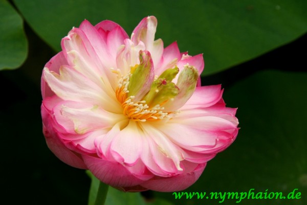 Nelumbo `Schalenlotos von Yang Zhou` - Lotosblume