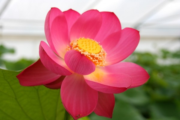 Nelumbo `Betsy` - Lotosblume