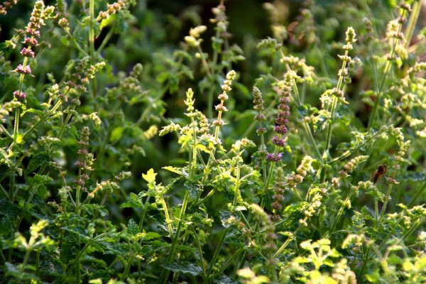 Mentha `Erdbeerminze` - Erdbeerminze