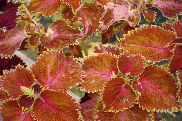 Solenostemon `Kentish Fire` - Buntnessel