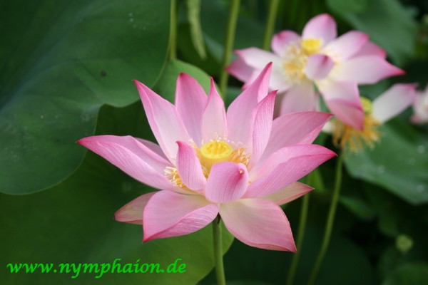 Nelumbo `Joyfull Baby` - Lotus