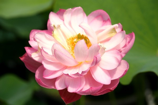 Nelumbo `Tau auf den Blüten` - Lotosblume