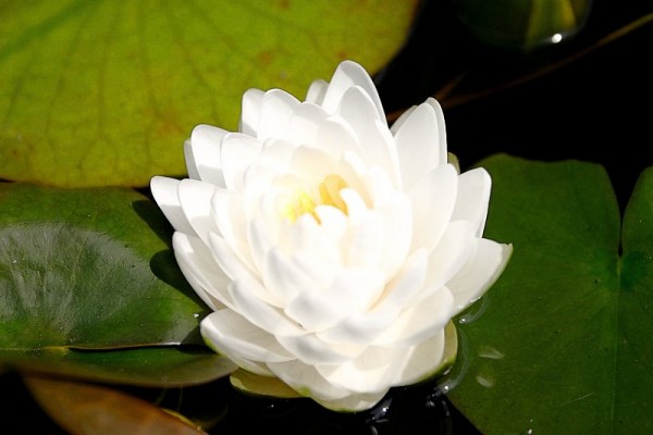 Nymphaea `Gonnère` - Winterharte Seerose