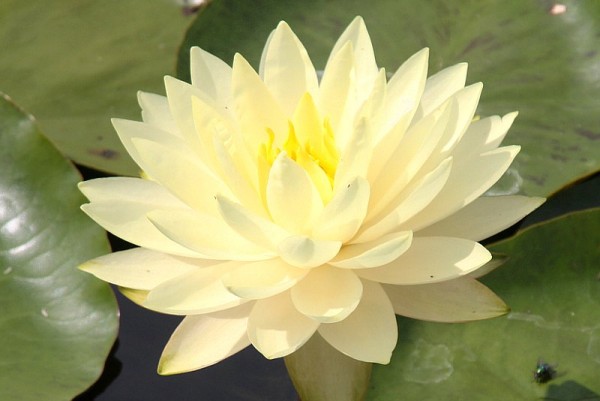 Nymphaea `Perry`s Double Yellow` - Winterharte Seerose