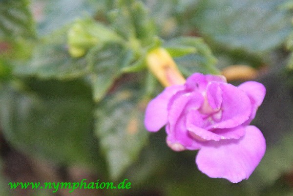 Achimenes `Venice` - Schiefteller
