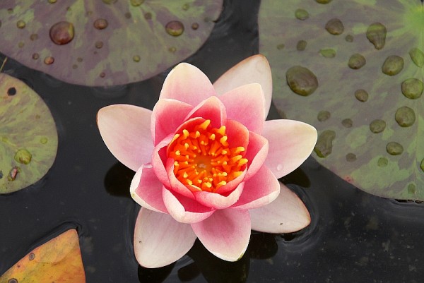 Nymphaea `Graziella` - Winterharte Seerose