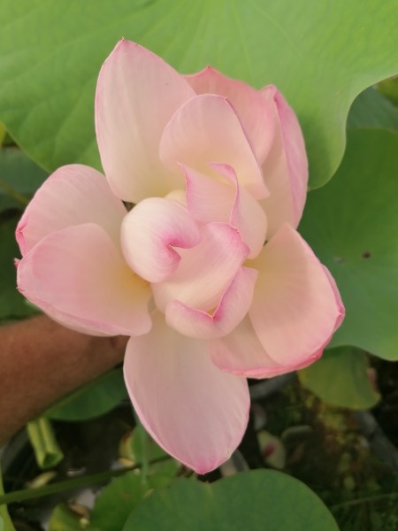 Nelumbo 'Laponie'