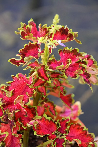 Solenostemon `Ruffles Copper` - Buntnessel