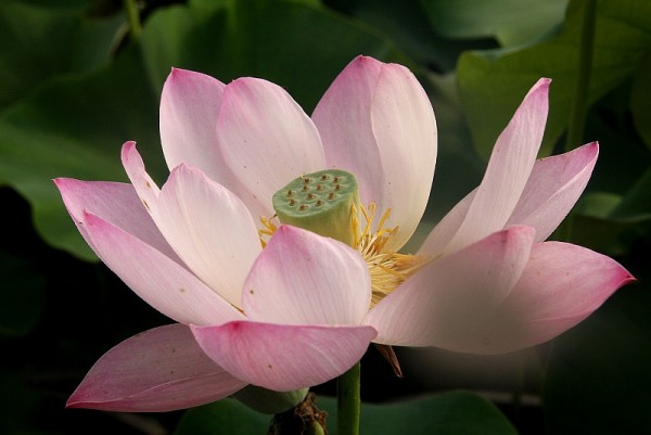 Nelumbo `Roter Jasmin` - Lotosblume