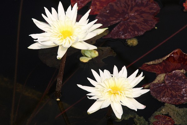 Nymphaea `Rachel Presnell` - Tropische Seerose