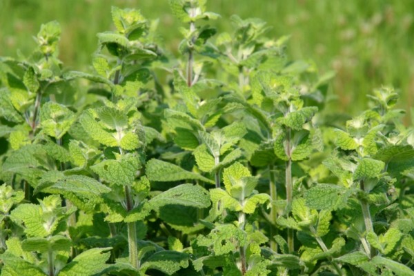 Mentha spec. `Königsbrunn` - Pfefferminze