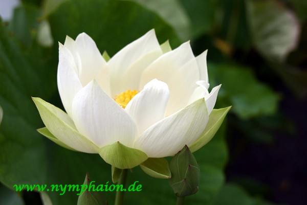 Nelumbo `Angel Wings` - Lotosblume