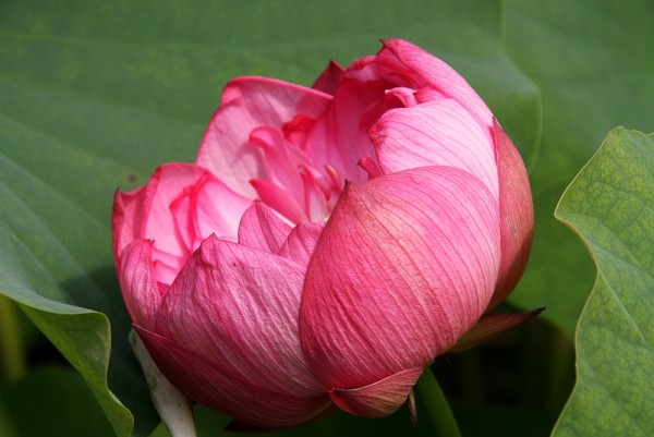 Nelumbo `Sharon` - Lotosblume