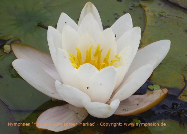 Nymphaea `Madame Bory Latour-Marliac` - Winterharte Seerose