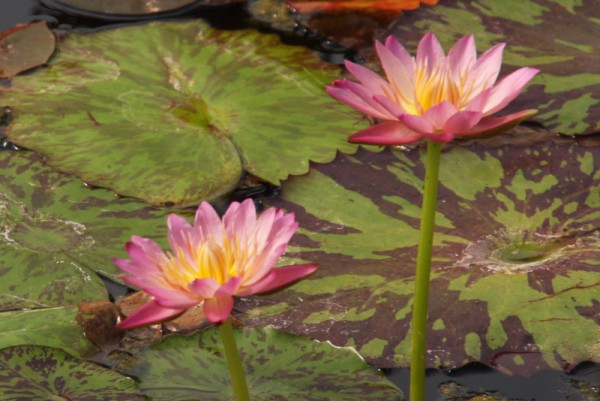 Nymphaea 'Albert Greenberg Beste Klone' - Tropische Seerose