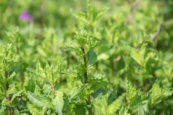 Mentha spicata `Nane` - Türkische Nanaminze