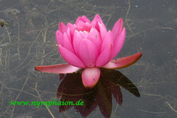 Nymphaea `Little May` - Winterharte Seerose