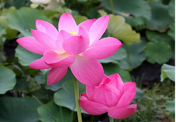 Nelumbo `Morgenröte` - Lotosblume