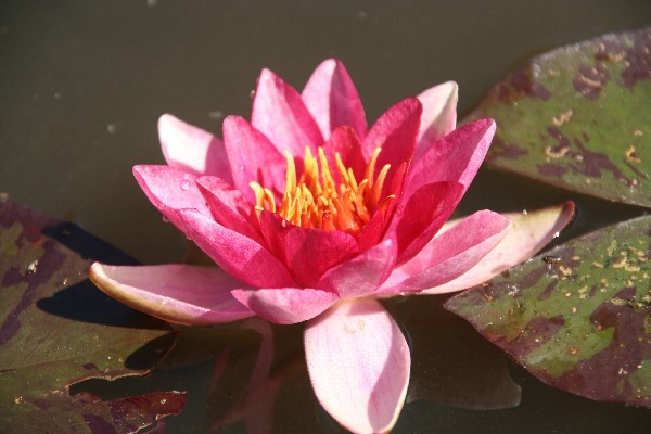 Nymphaea `Fulva` - Winterharte Seerose