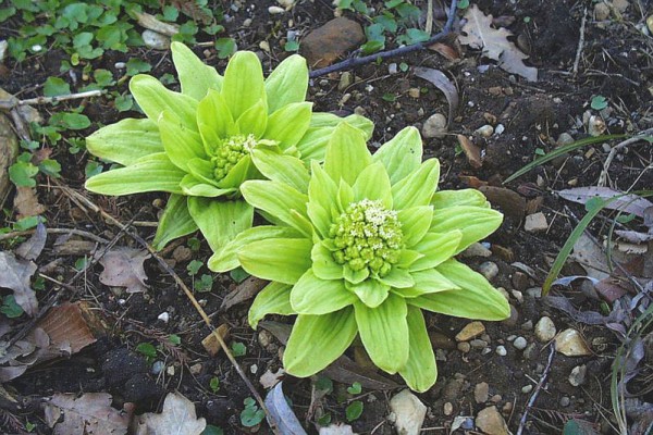 Petasites japonicus ssp. giganteus - Japanische Riesenpestwurz